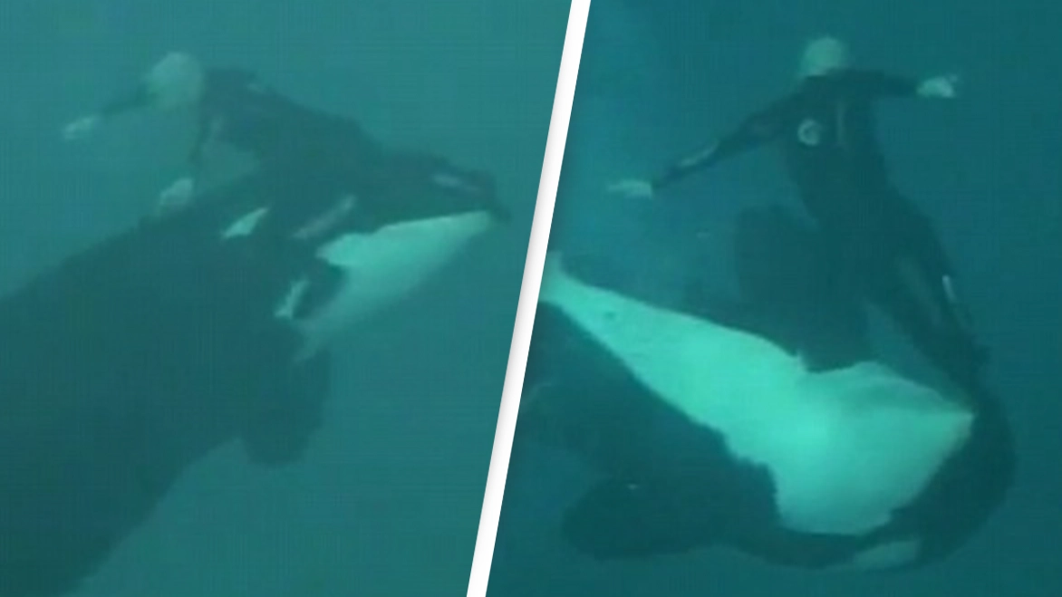 Shocking moment SeaWorld killer whale drags trainer underwater and holds him there for 15 minutes