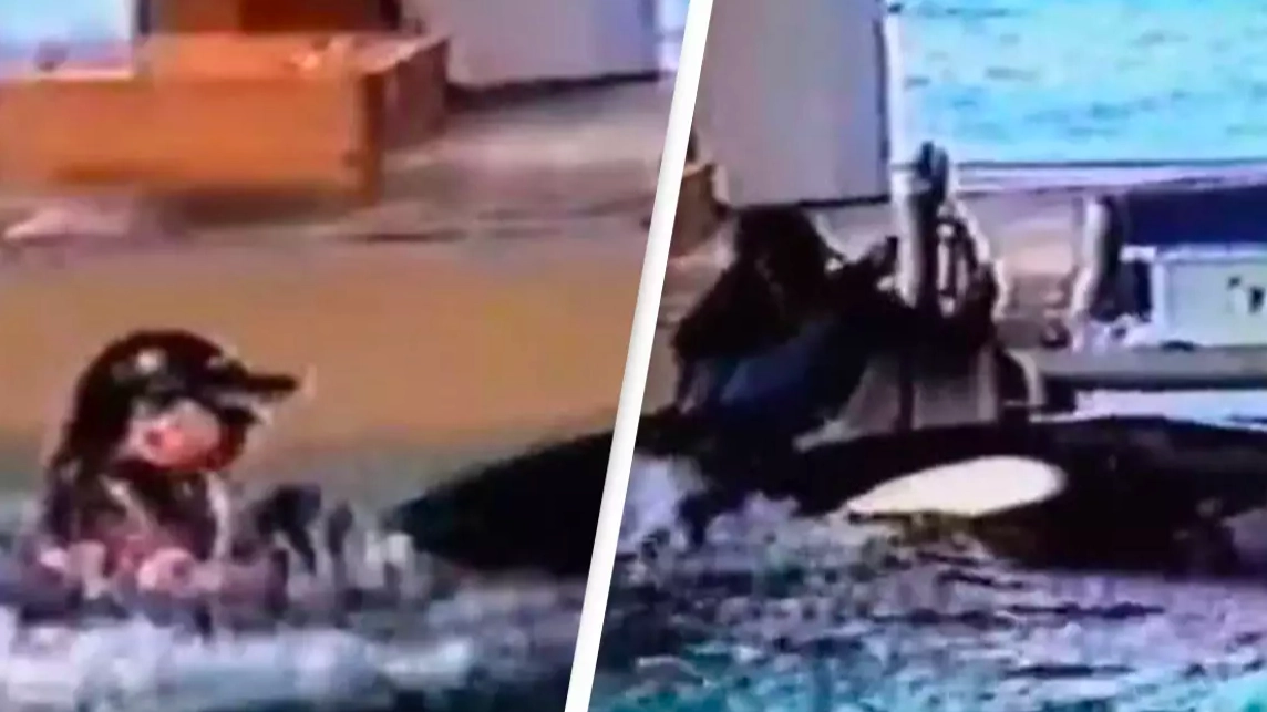 SeaWorld trainer screamed for help as she was dragged under by two killer whales