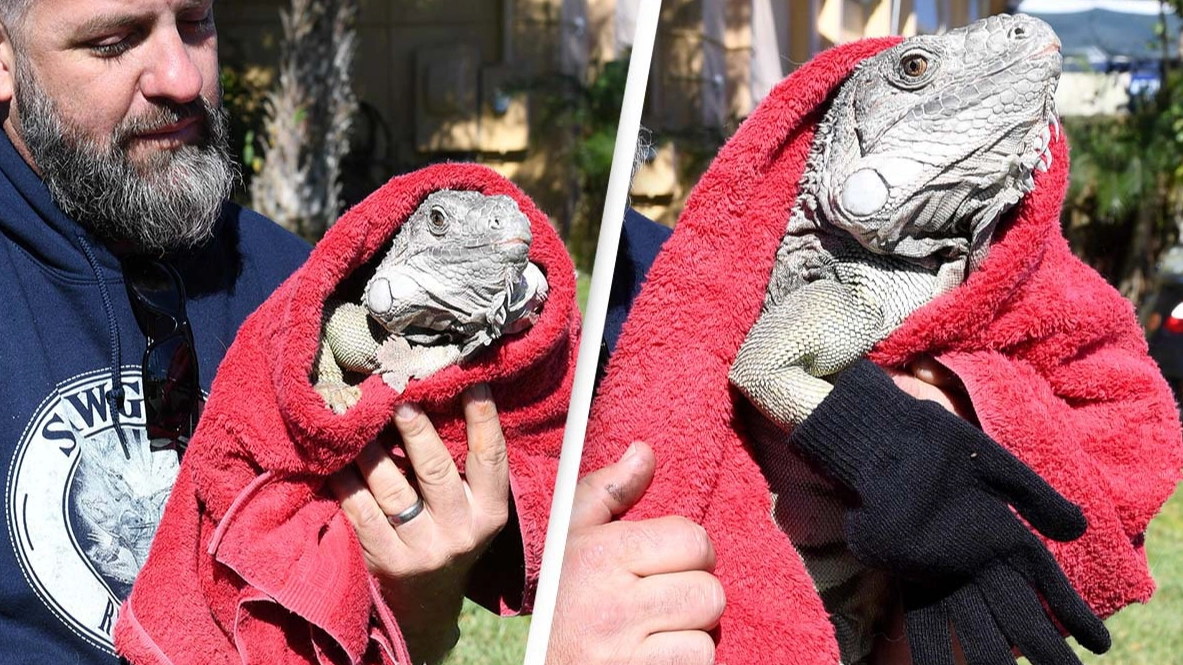 Warning issued as giant lizards are falling from trees in US