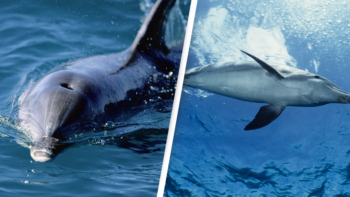 Man believed he was ‘going to die’ after being attacked by ‘sexually frustrated’ dolphin