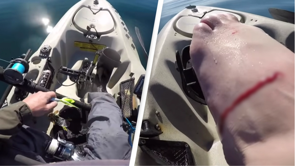 Mantis shrimp punches hole in fisherman's foot after being caught