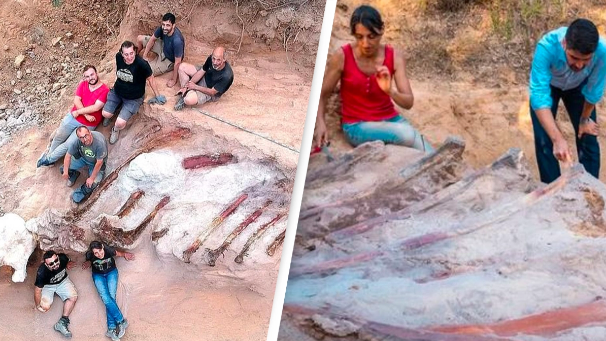 Man discovers 82ft-long dinosaur skeleton in his garden