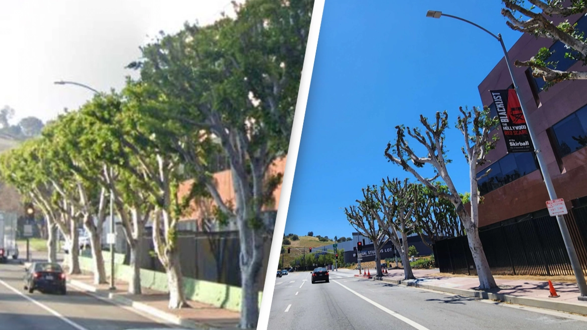 Universal Studios denies trimming trees to punish actors on strike after receiving fine