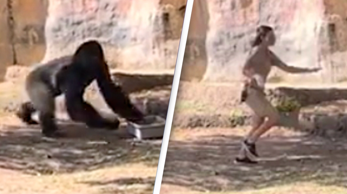 Terrifying footage shows moment zookeeper gets accidentally locked inside enclosure with gorilla
