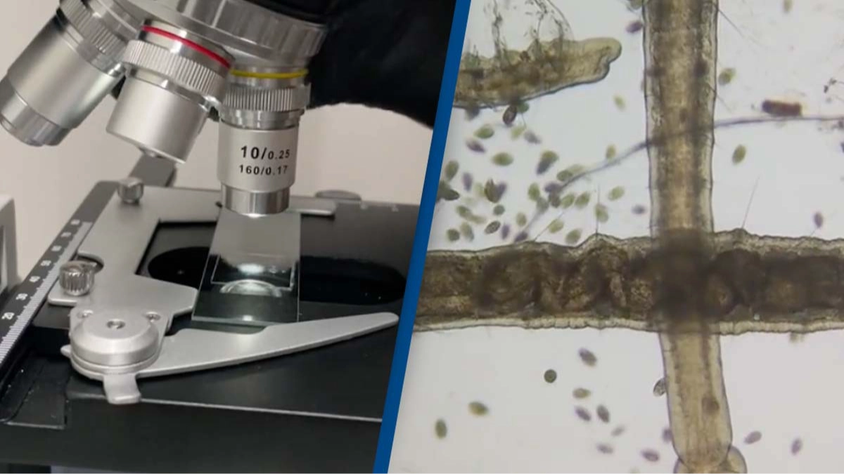 Scientist puts tap water and rain water under microscope and it's leaving people 'terrified'