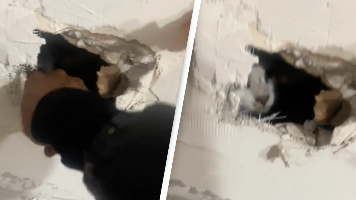 Horrified woman goes viral kicking down kitchen wall after hearing strange noises inside