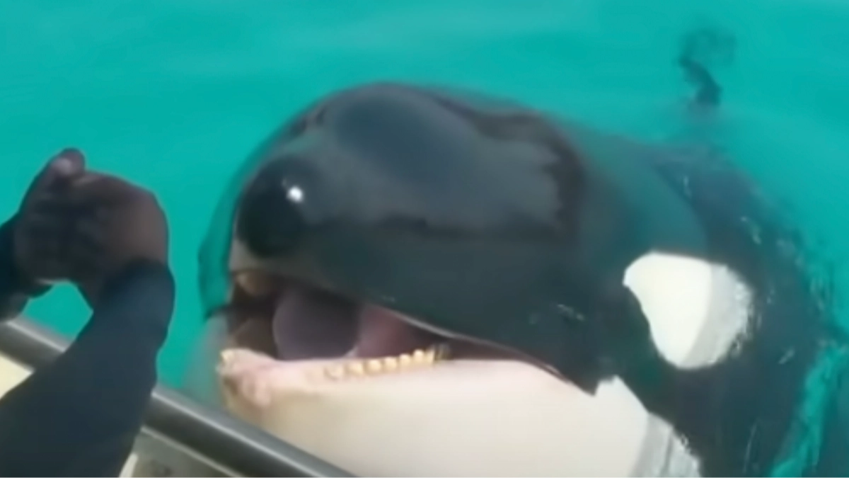 Scientists explain truth behind creepy recording of orcas imitating human speech that left people extremely terrified
