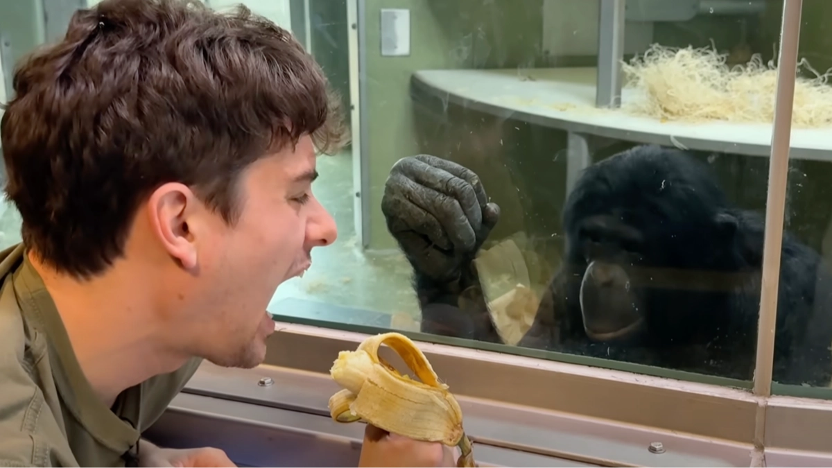 People mindblown at ape's incredible response when a human 'spoke their language'
