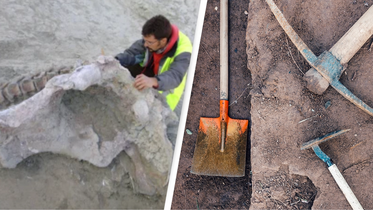 New species of giant dinosaur that lived 75,000,000 years ago has been discovered