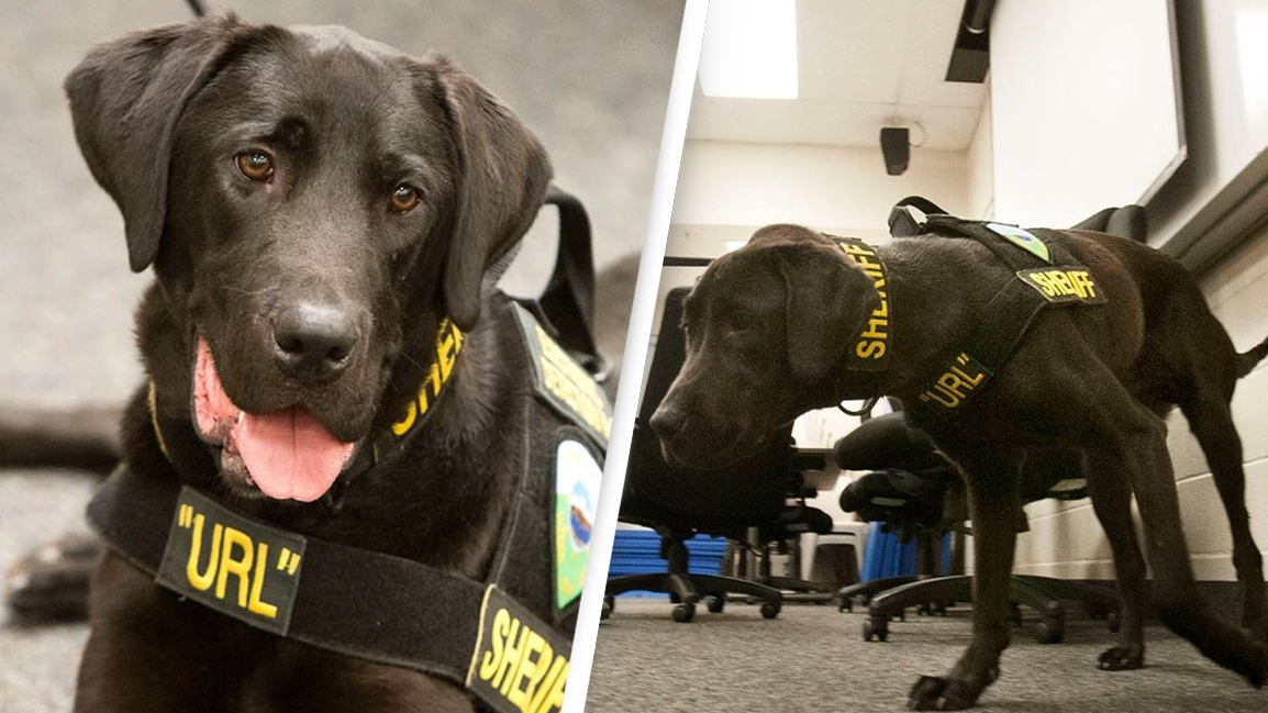 Police dog that could 'sniff out child porn' dies a hero after putting perverts behind bars