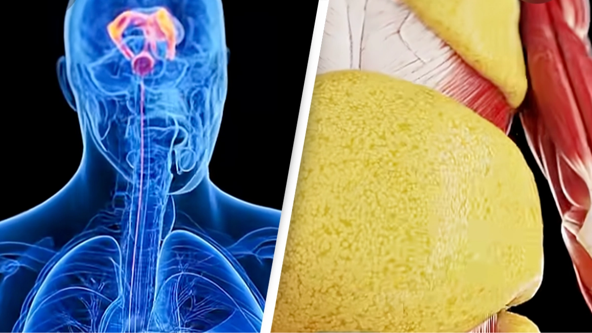 Eye-opening simulation shows exactly what happens to your body when you fast for 24 hours