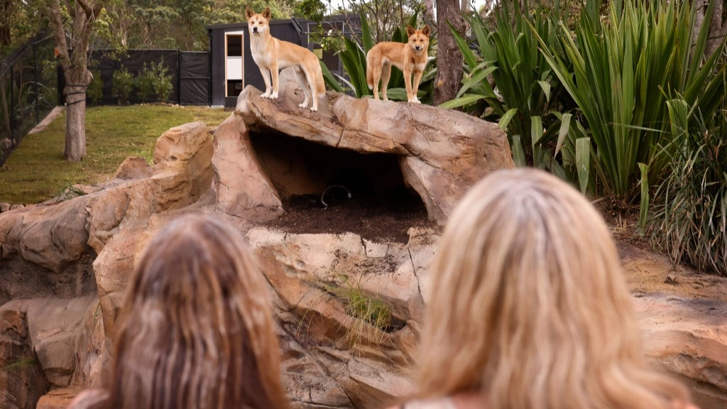 Influencer slammed for post claiming she climbed into zoo animal enclosure after man was mauled by tiger