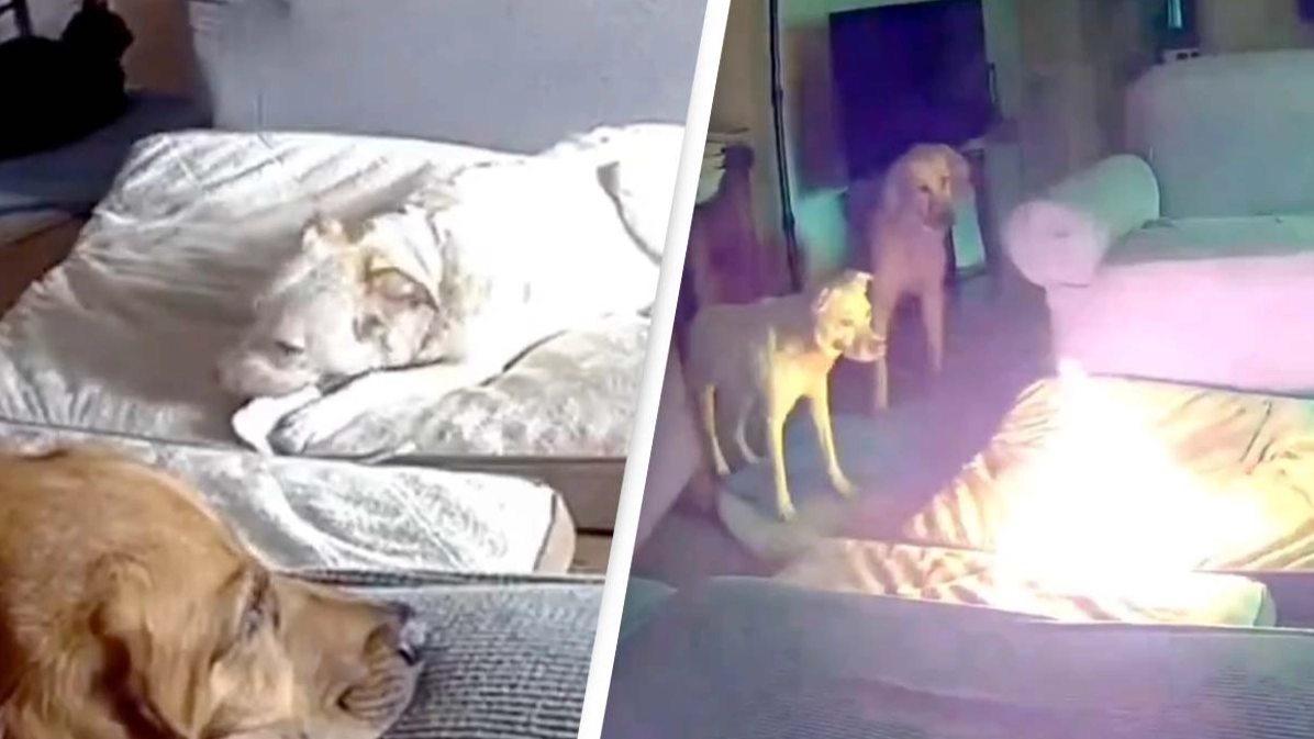 Horrifying video shows moment dog started house fire after chewing through portable battery as warning issued