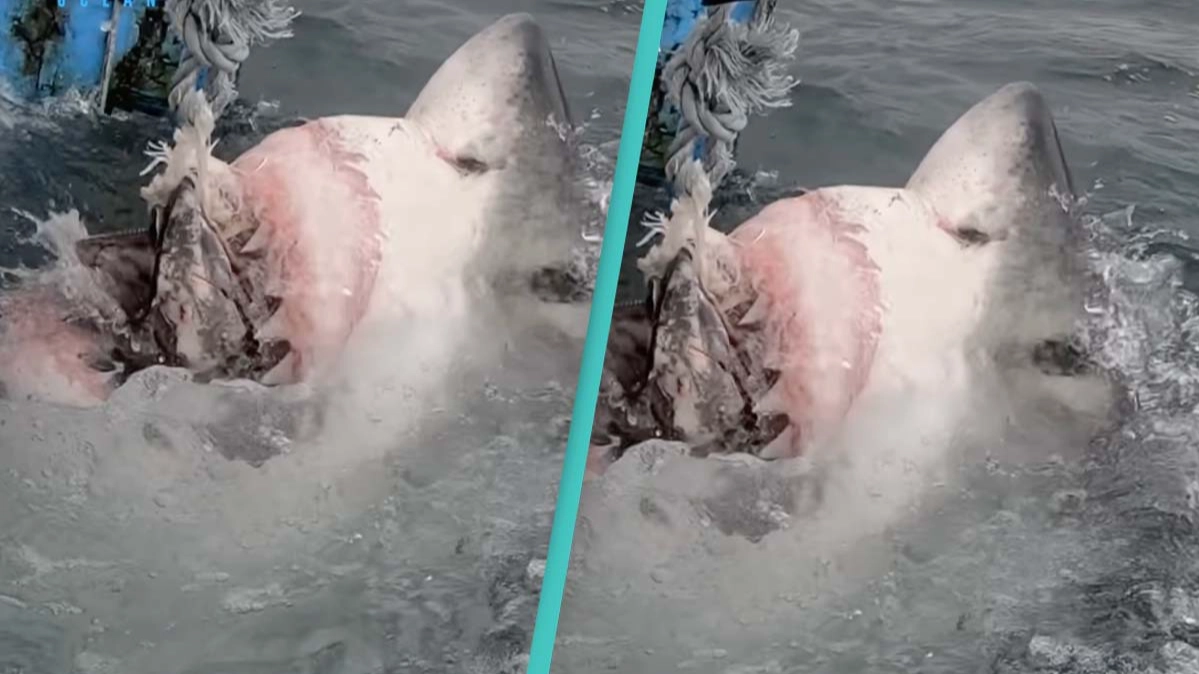 Shocking video of great white shark's jaw detaching is giving people nightmares
