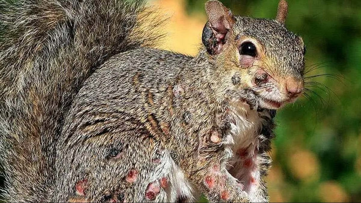 Experts issued warning after infected 'zombie' squirrels covered in warts spotted in US