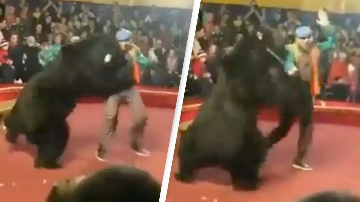 Shocking moment circus bear attacks handler and pins him down in front of live crowd