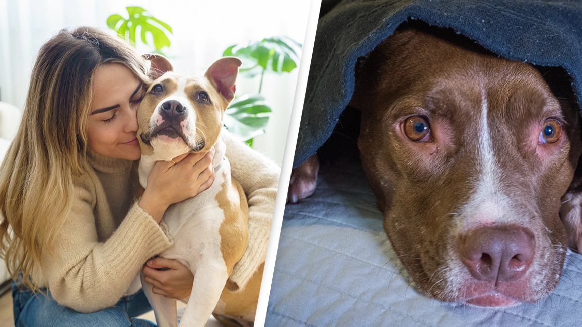 Vet reveals the shocking reason you should never hug your dog