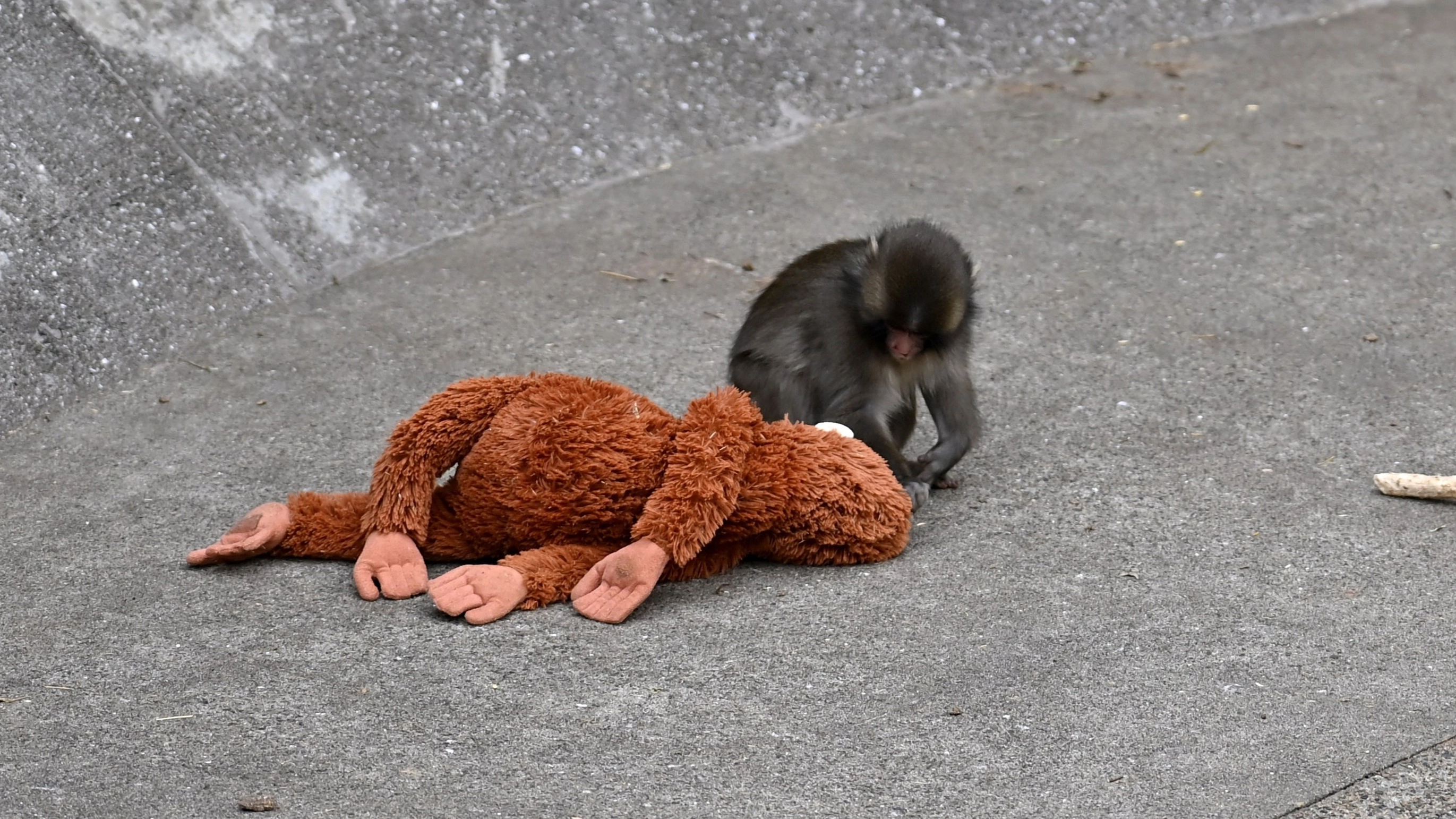 Animal expert explains if Punch the monkey actually feels sad at being abandoned
