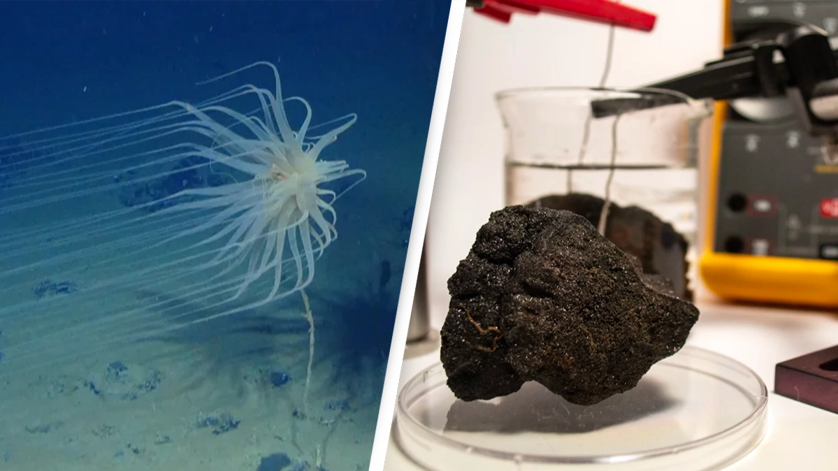 'Ground-breaking' dark oxygen discovery 13,000 feet below ocean's surface has scientists re-thinking origins of life