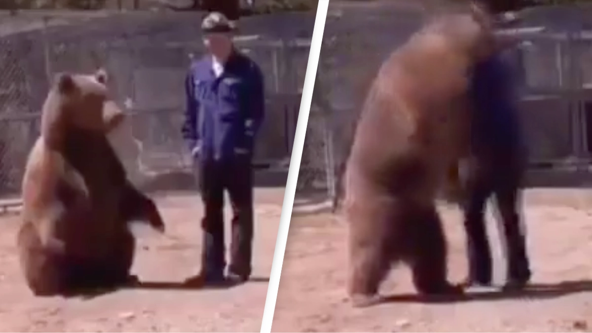 Harrowing final moments captured of animal trainer as he is fatally mauled by a bear