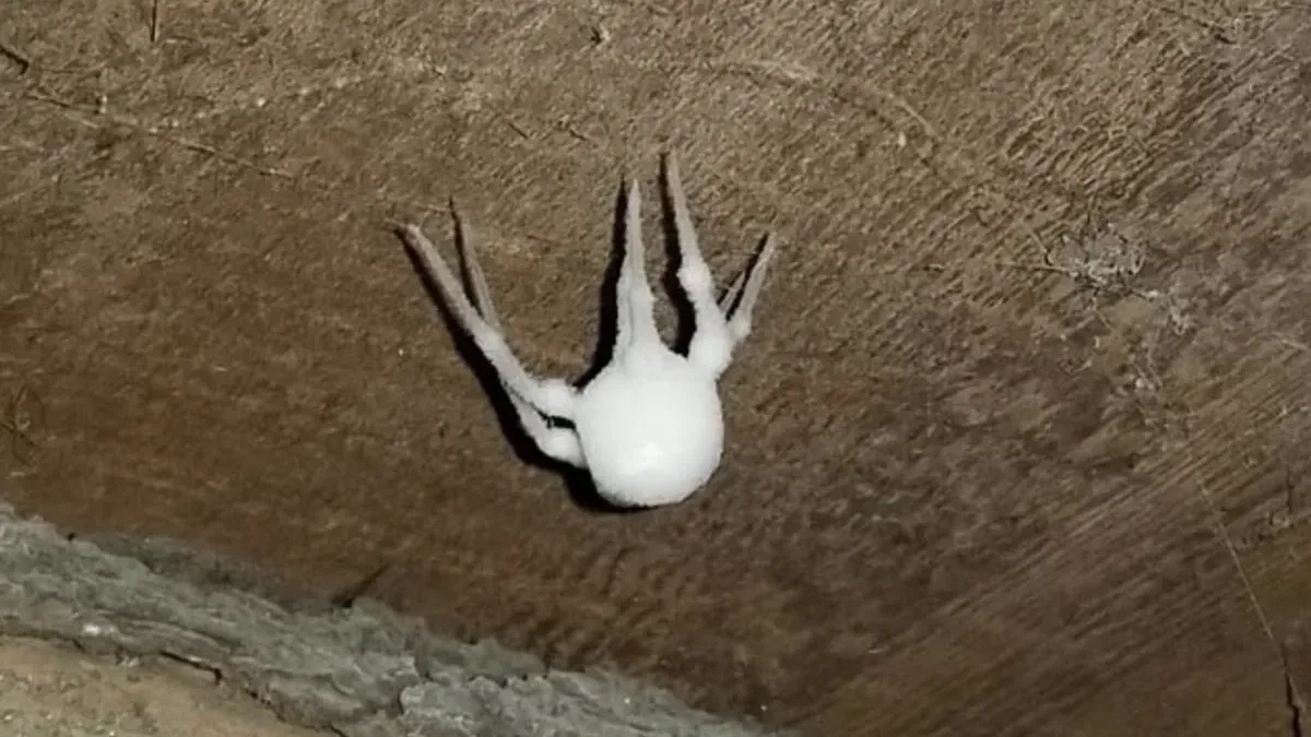 Infected 'zombie' spiders never seen before are invading US homes