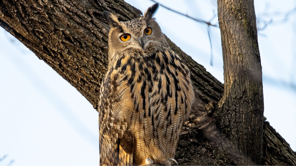 Plans to kill half a million wild owls in the US spark outrage as senator calls it 'dumbest thing ever'