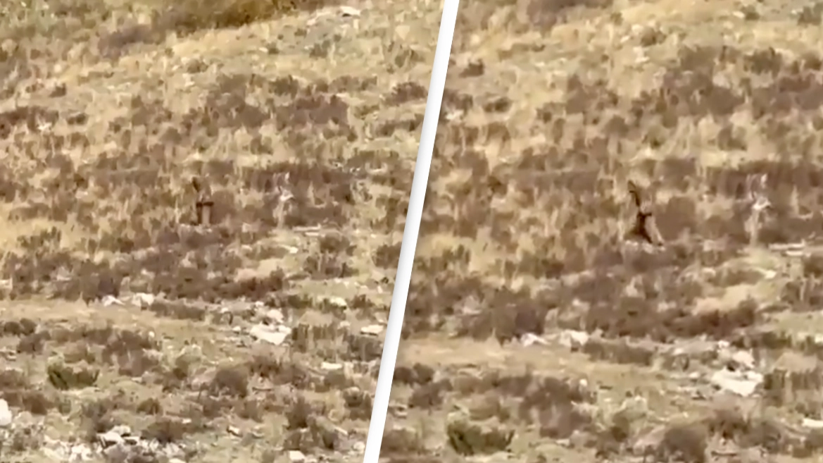 Mysterious new 'crystal clear' Bigfoot footage has been explained