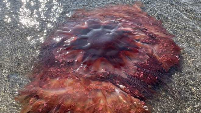 Where you're most likely to encounter lion's mane jellyfish after officials issue warning about toxic animal