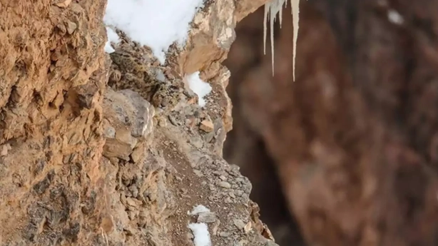 People are losing their minds trying to find the snow leopard hidden in this picture