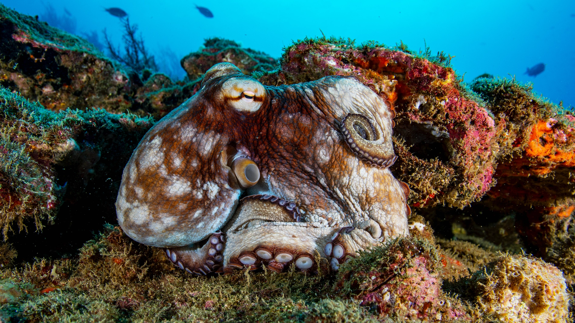 Study reveals how unexpected creature ruled the ocean over 100 million years ago
