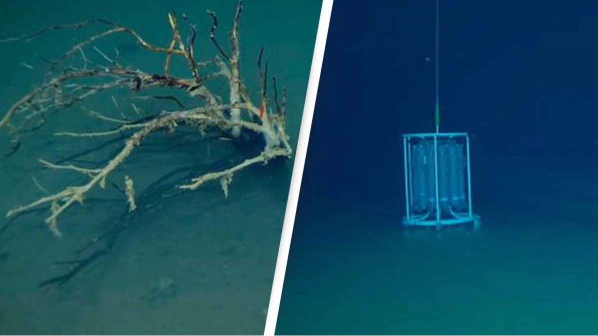 'Death pool' at bottom of the ocean instantly kills everything that enters it