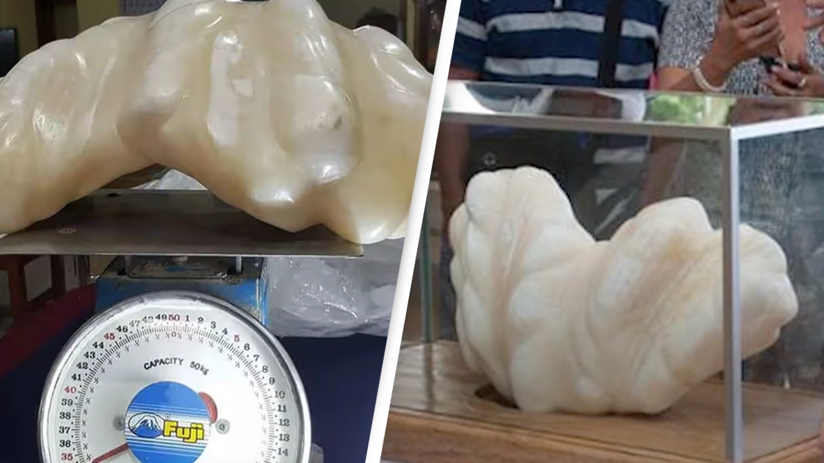 Man kept 34kg pearl under his bed for 10 years without realizing it was worth a staggering amount