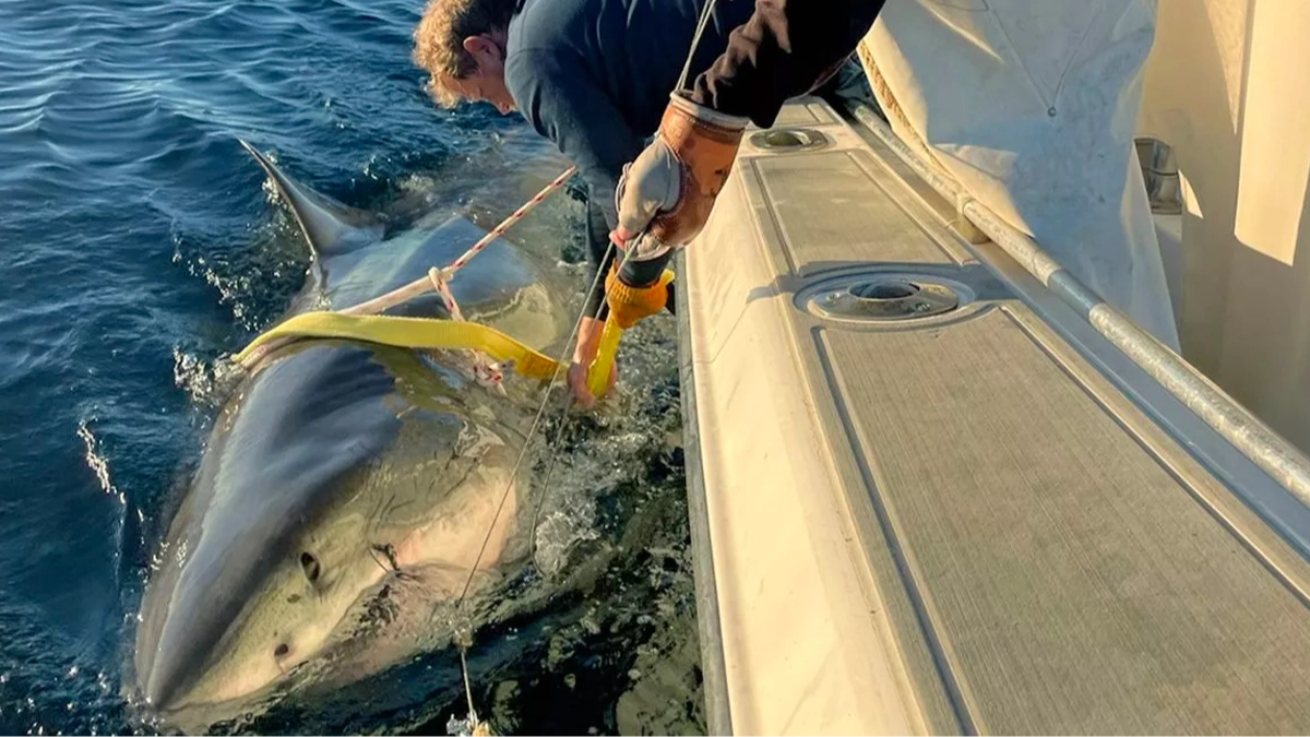 Scientists issue chilling warning as biggest great white shark ever recorded in Atlantic heads to tourist hotspot
