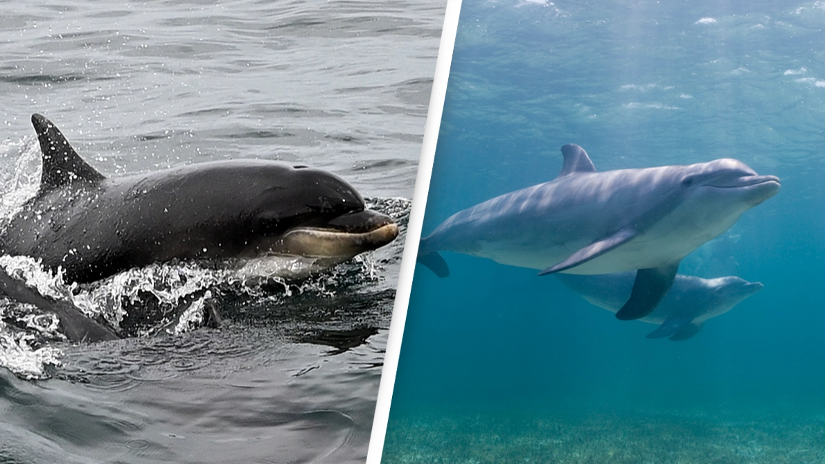 ‘Lonely’ and sexually frustrated dolphin blamed for attacks on nearly 50 people
