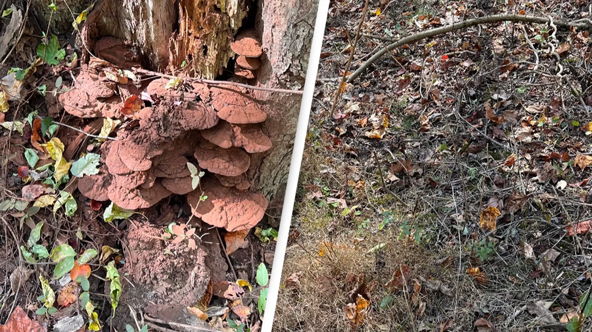 Only people with 'sniper vision' can find the snake hidden in the woods and it's harder than you think