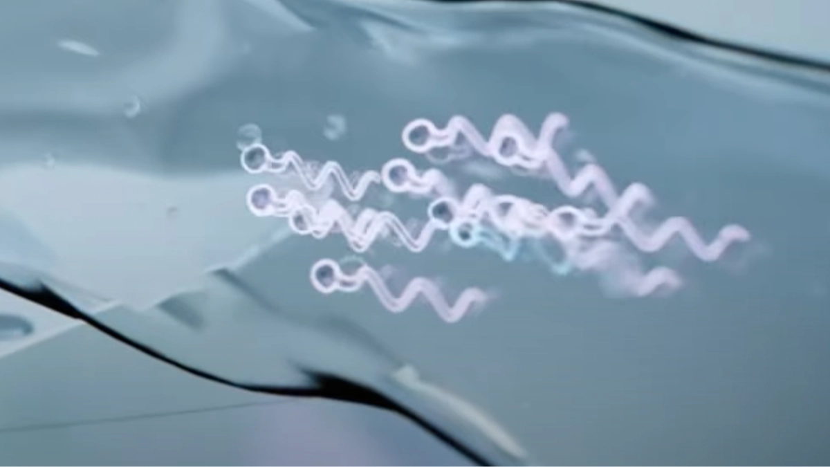 World-first sperm race is happening soon and the creators have revealed how it will work
