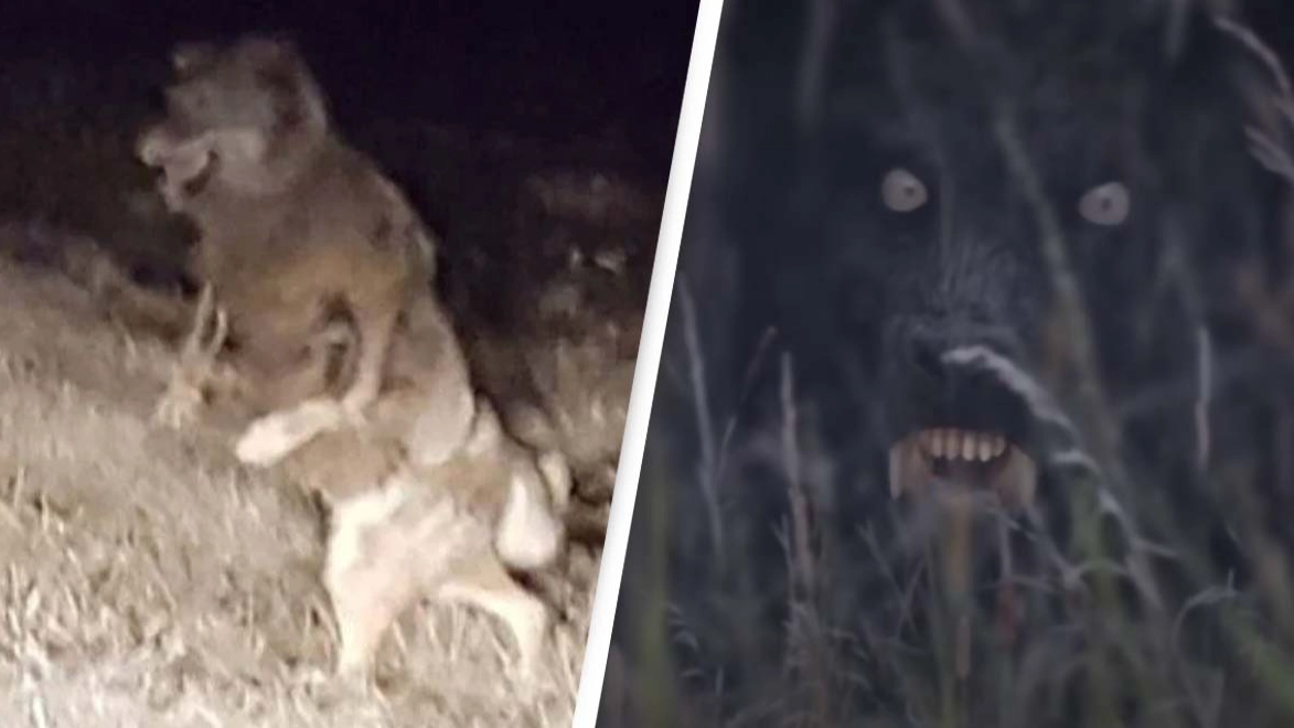 Residents spot mysterious 'werewolf' known to roam a quiet rural town in Wisconsin