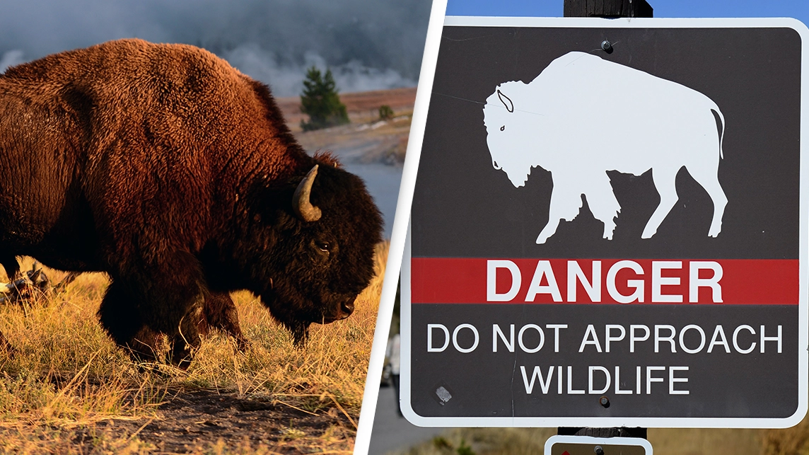 Woman gets gored by a bison at Yellowstone National Park after the animal charged at her