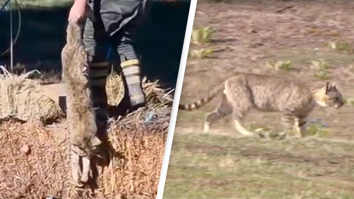 Hundreds of cats killed in incredibly controversial competition where people win money for slaughter