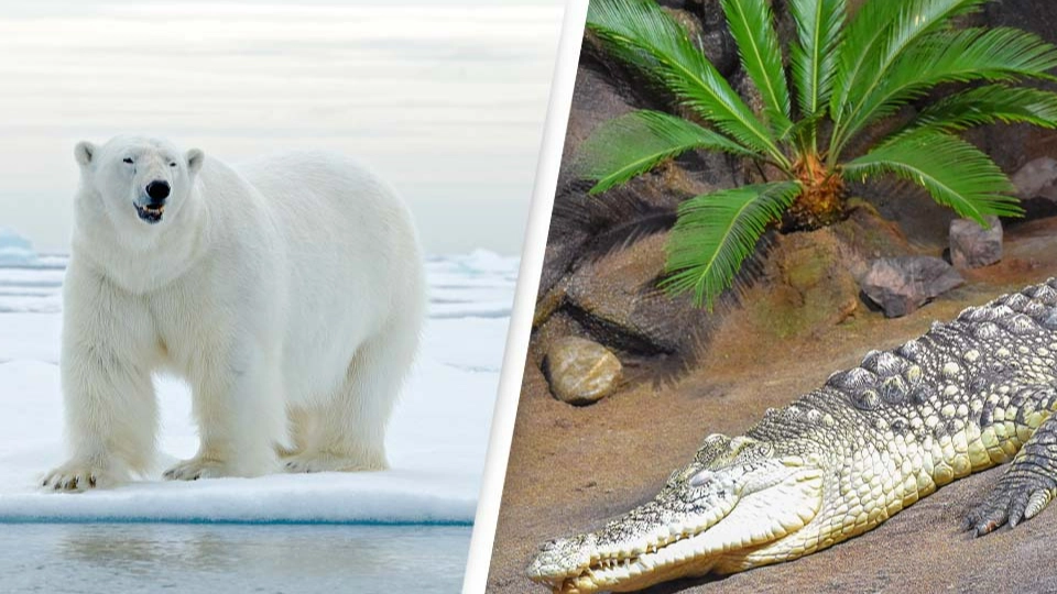 The North Pole used to have palm trees and alligators
