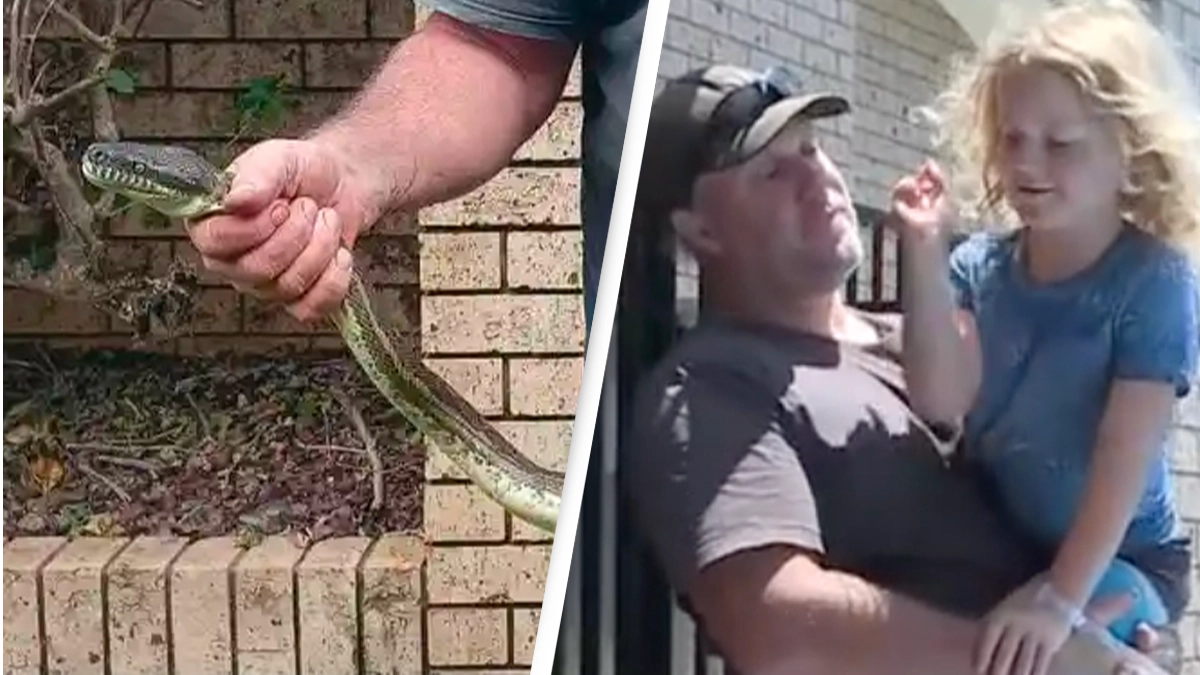 Python attacks five-year-old boy and drags him into swimming pool