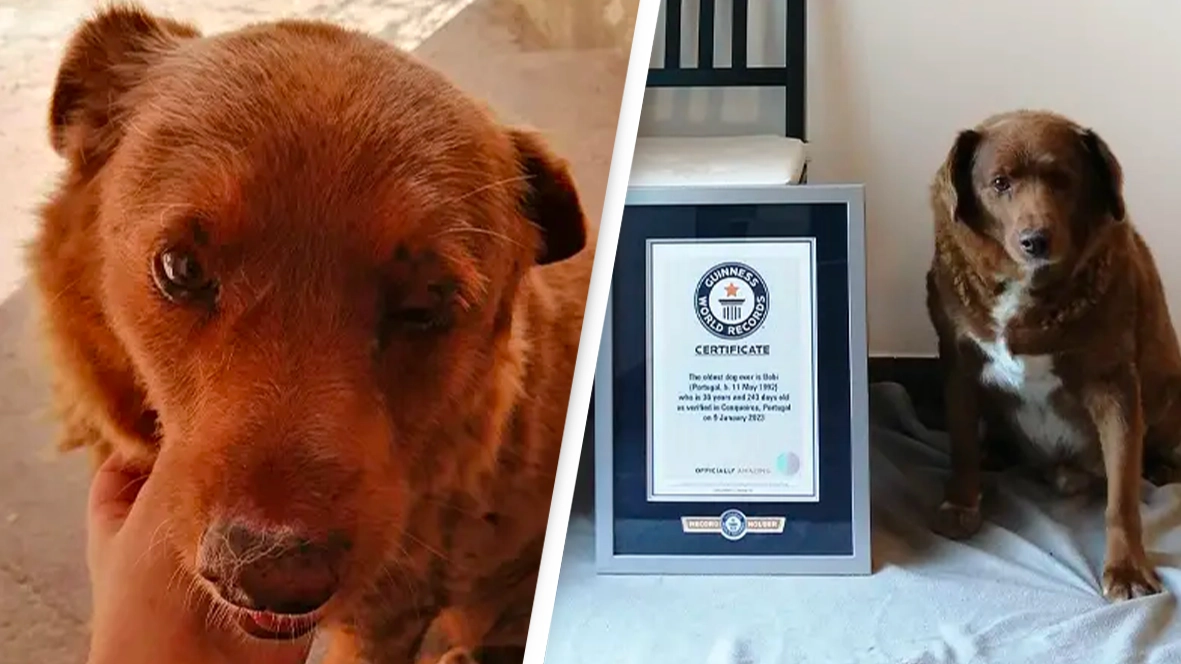 World's oldest dog is celebrating yet another birthday