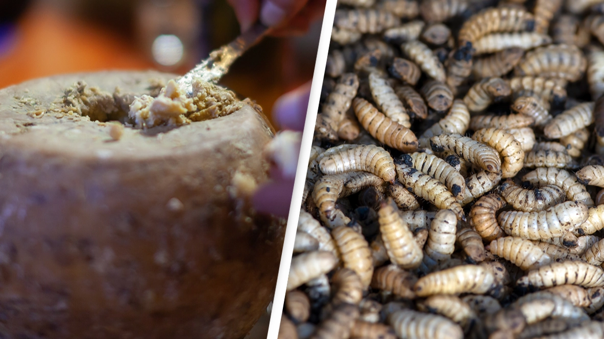 World's most dangerous cheese considered a 'delicacy' despite being riddled with maggots
