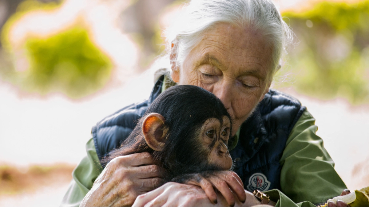Scientists make groundbreaking discovery about chimpanzees' likeness to humans and it could change everything