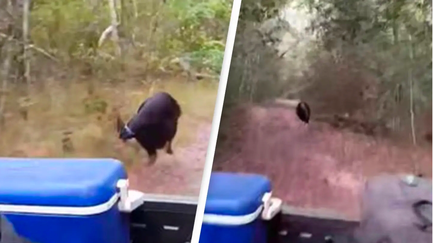 Moment 'world's deadliest bird' chases gamekeeper