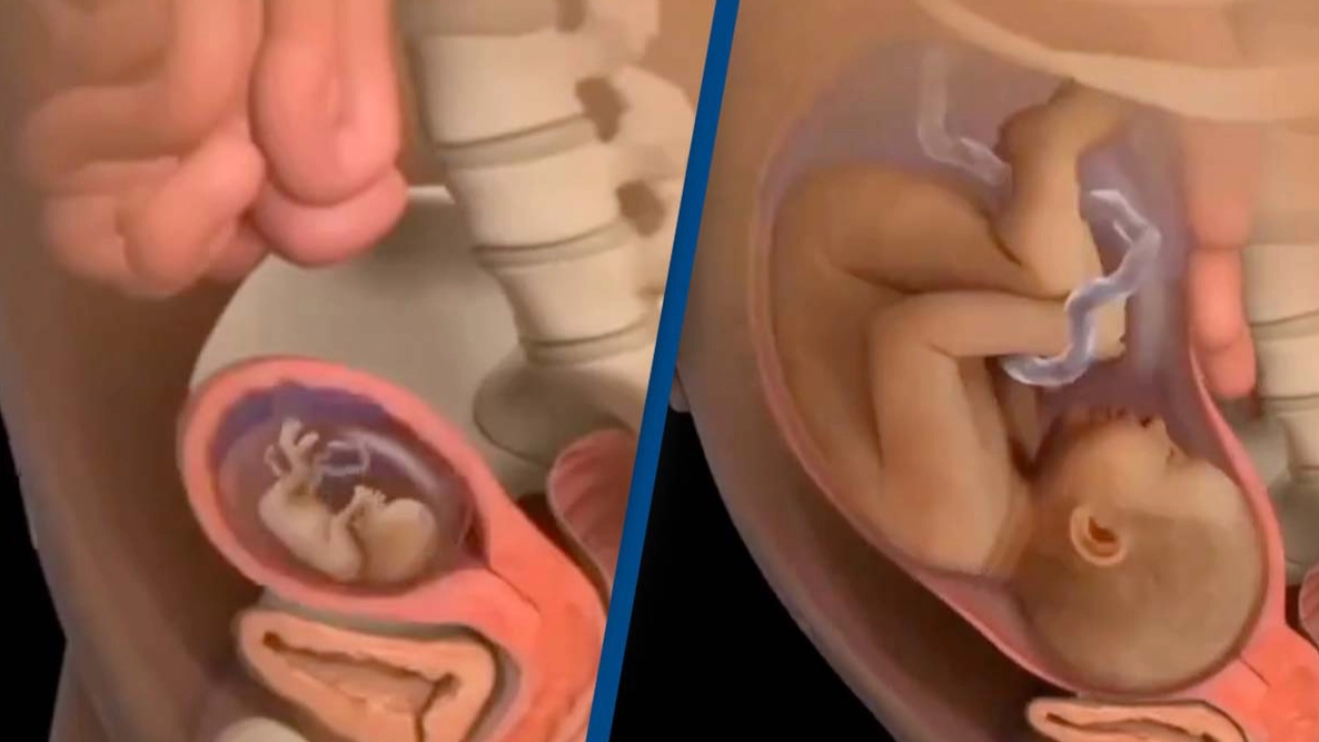 Shocking simulation showing how a baby grows inside a woman's body is leaving people stunned