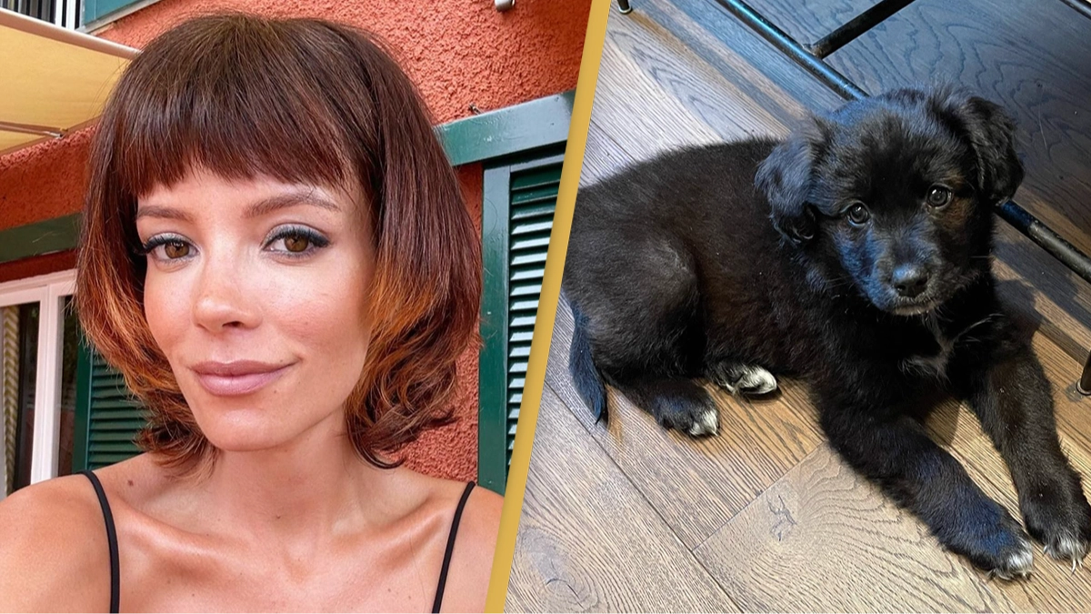 Lily Allen sent savage gift from charity after giving dog back to shelter for eating her passport