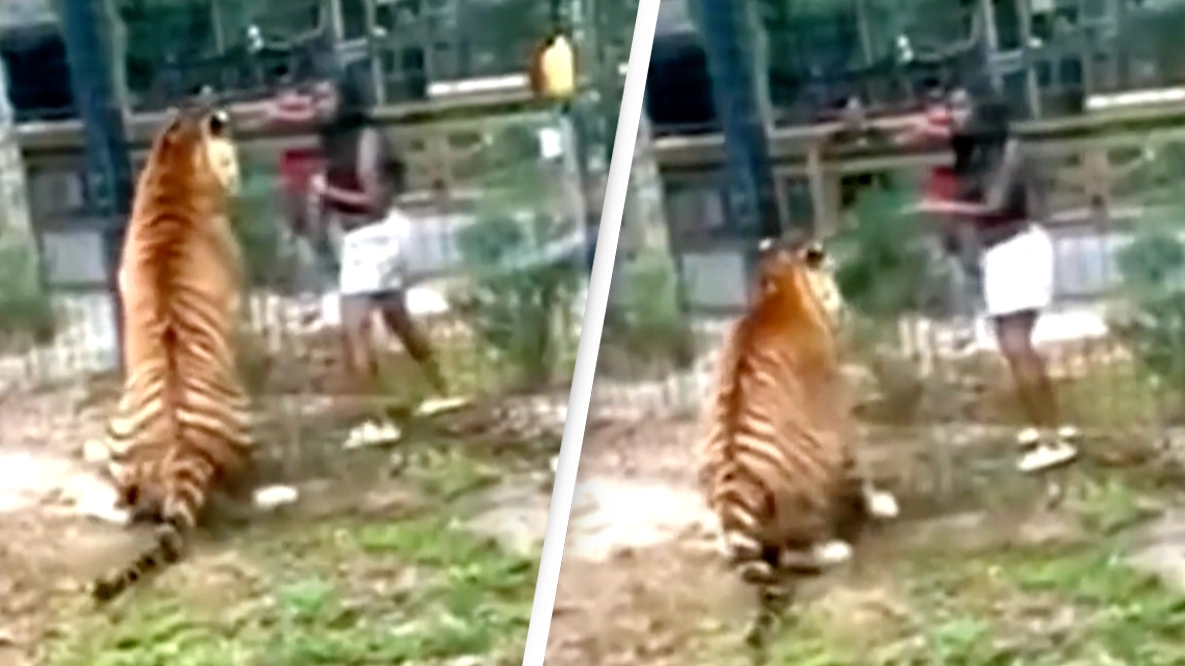 Terrifying footage shows woman climbing zoo fence and enticing tiger before it nearly bites her hand