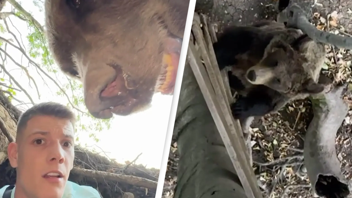 Influencer films himself in bear den as animal arrives home and 'you won’t believe what happened'