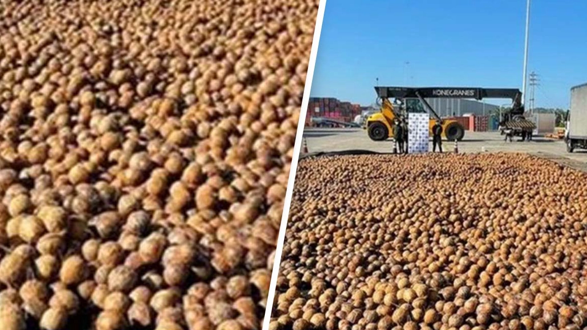 Shock As Liquid Cocaine Discovered In 20,000 Coconuts